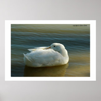 Poster Suave em branco