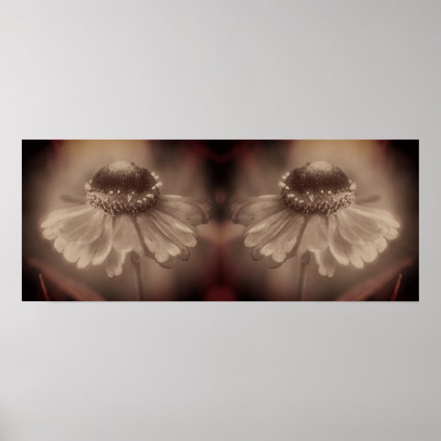 Poster Suave Zinnia Daisy Flower Sepia Vintage Abstrato (Frente)