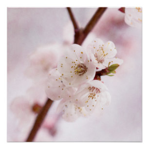 Póster Suavidade Do Primavera