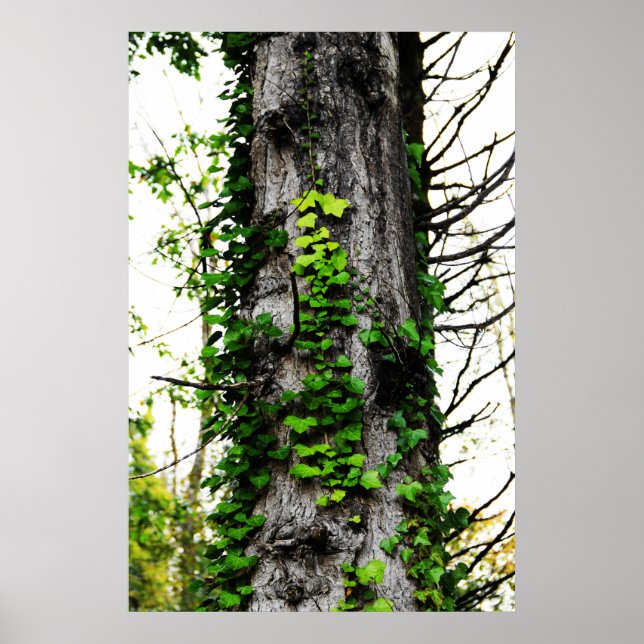 Poster Subindo Ivy (Frente)