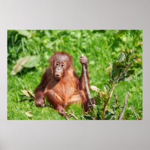 Poster Subindo o Bebê Orangutan
