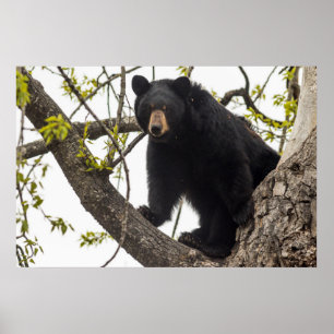 Poster Subindo Urso Negro