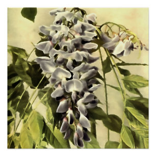 Póster Subindo Windblown Wisteria Vine Acrylic Painting