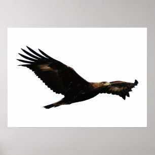 Póster Subir de Eagle dourado
