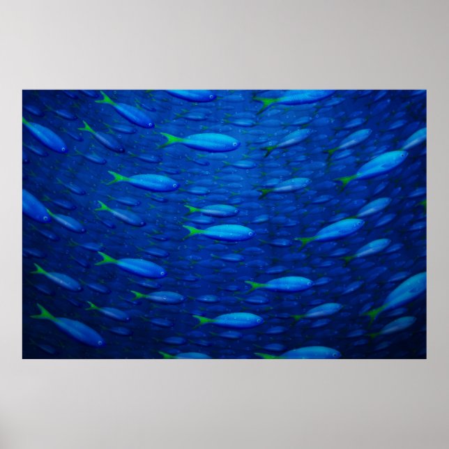 Póster Submarino 4 (Frente)