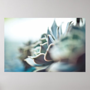 Poster Succulent de Echeveria