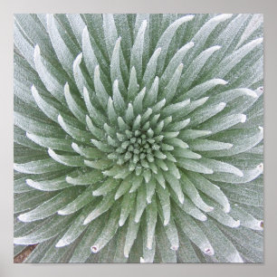 Póster Succulent havaiano do cacto