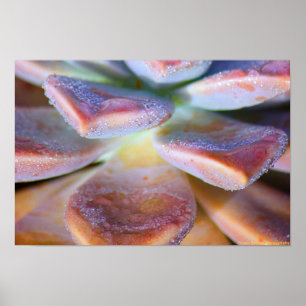 Poster Succulent Leaves