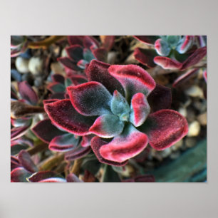 Póster Succulent vermelho de veludo