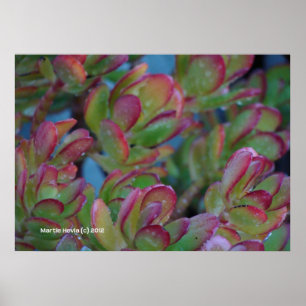 Póster Succulents
