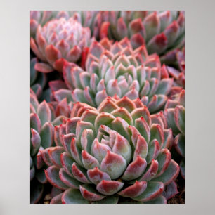 Póster Succulents