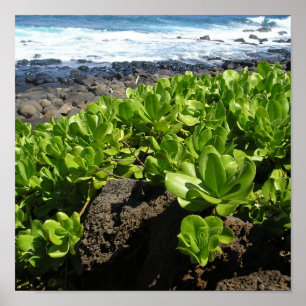 Póster Succulents 1 de Kauai
