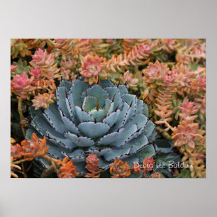 Póster Succulents azuis e alaranjados