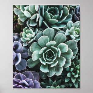 Poster Succulents Green Plants Nature