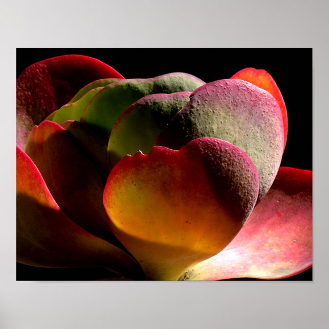 Poster Succult Desert Plant (Frente)