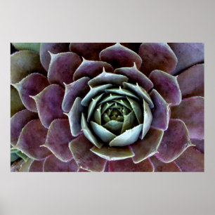 Poster Suculenta Roxa Close-Up