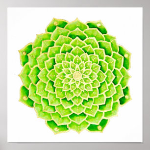 Poster Suculente Verde Deixa Dourado Mandala