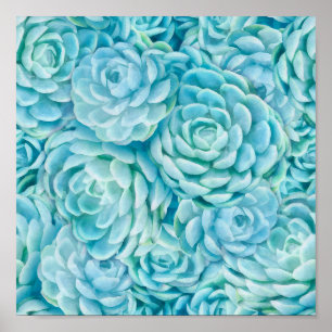 Poster Suculentos azuis