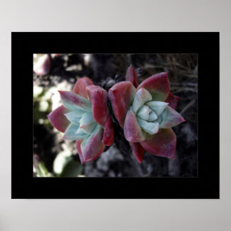 Póster Suculentos sutis