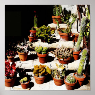 Poster Sucultivos em Potes Terracotta em Sol Tarde