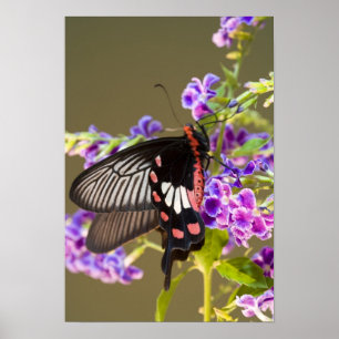 Poster Sudeste Asiático, Tailândia, Doi Inthanon, Papilio