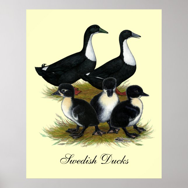 Poster Sueco Duck Family (Frente)