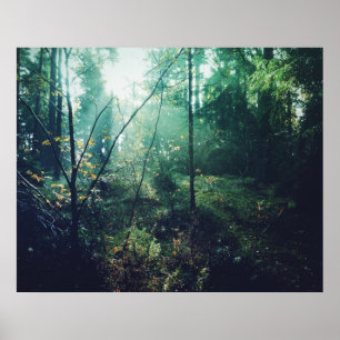 Póster Sueco Forrest