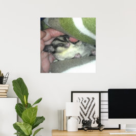 Poster Sugar Glider Dormindo em Cobertor