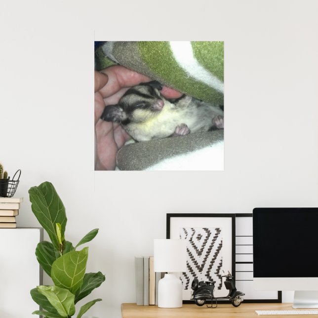 Poster Sugar Glider Dormindo em Cobertor (Escritório em casa)