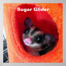 Póster Sugar Glider em cama laranja pendurada