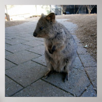 "Sugestões na Austrália: Uma Cinza de Fofinho Quok