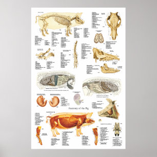 Póster Suíno Anatomia do músculo esquelético
