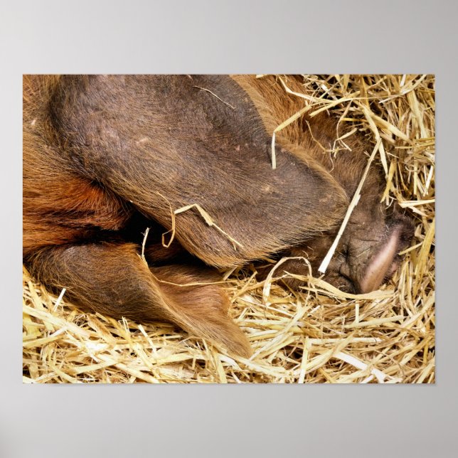 POSTER SUÍNOS (Frente)