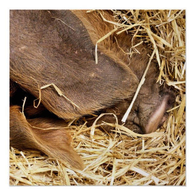 PÓSTER SUÍNOS (Frente)