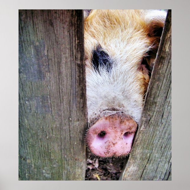 PÓSTER SUÍNOS (Frente)