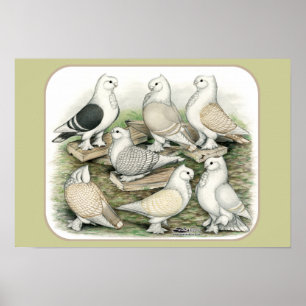 Póster Suínos Clássicos