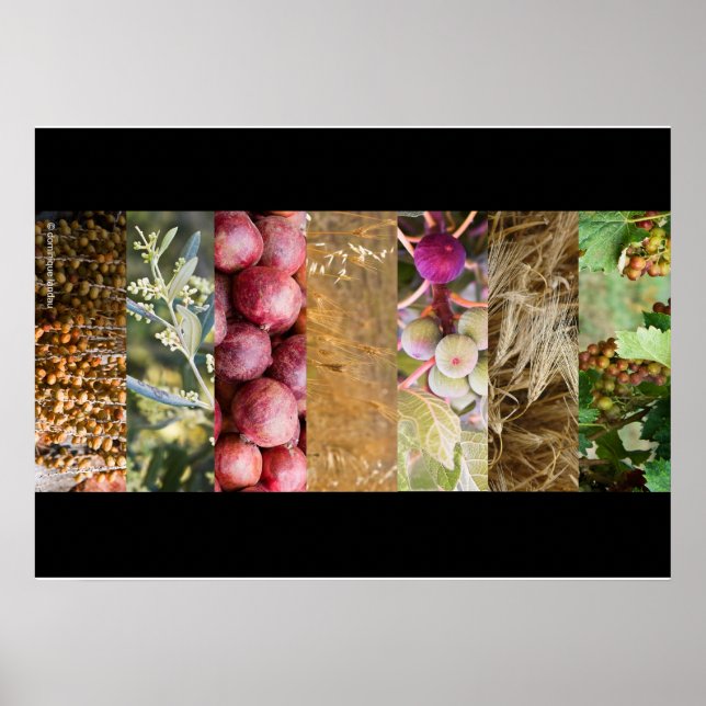 Póster Sukkot (Frente)