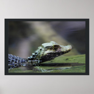 Poster Sul - Caiman americano