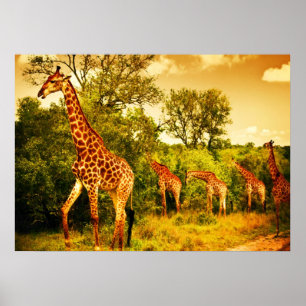 Poster Sul - girafas africanos
