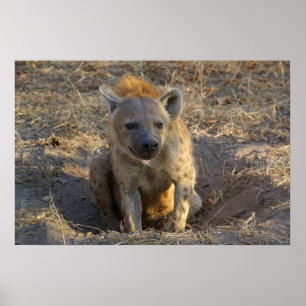 Póster Sul - hiena africana