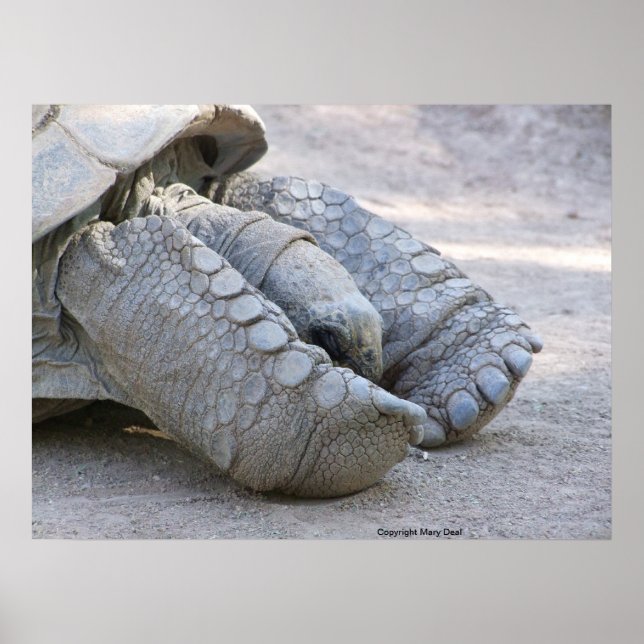 Póster Sulcata Tortoise (Frente)