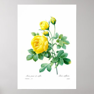 Póster Sulfurea de Rosa