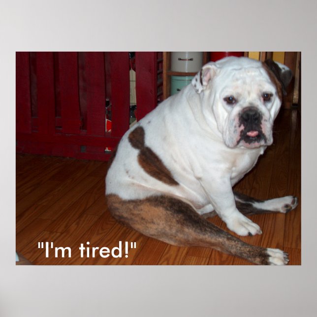 Poster - "Sullivan", o Bulldog inglês (Frente)