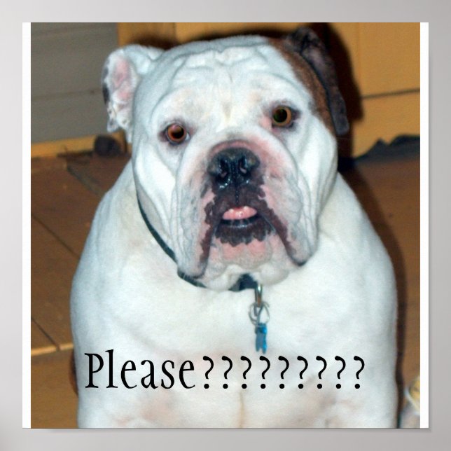 Poster "Sullivan", o Bulldog/Poster inglês (Frente)