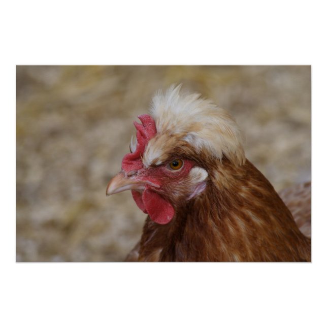 Póster Sulmtaler Hen (Frente)