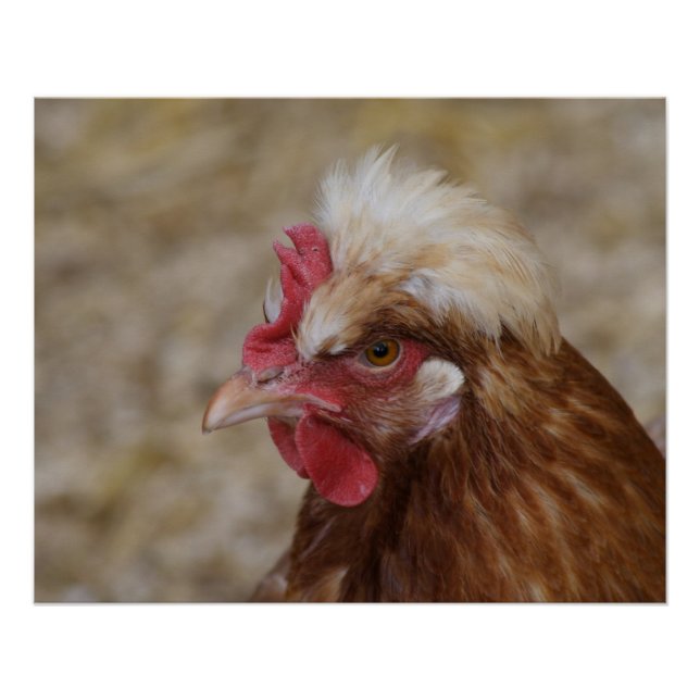 Póster Sulmtaler Hen (Frente)