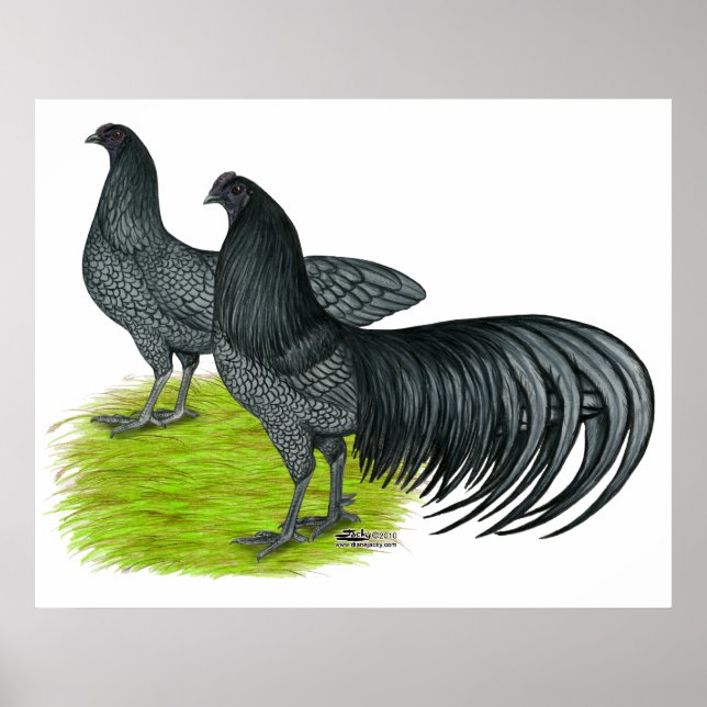 Poster Sumatra: Par Azul (Frente)