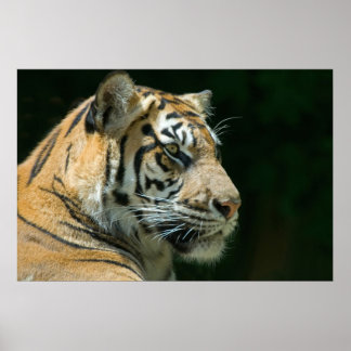 Poster Sumatran Tiger