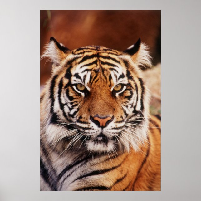 Póster Sumatran Tiger, Panthera tigris (Frente)