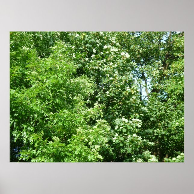 Poster Summer Breeze (Frente)